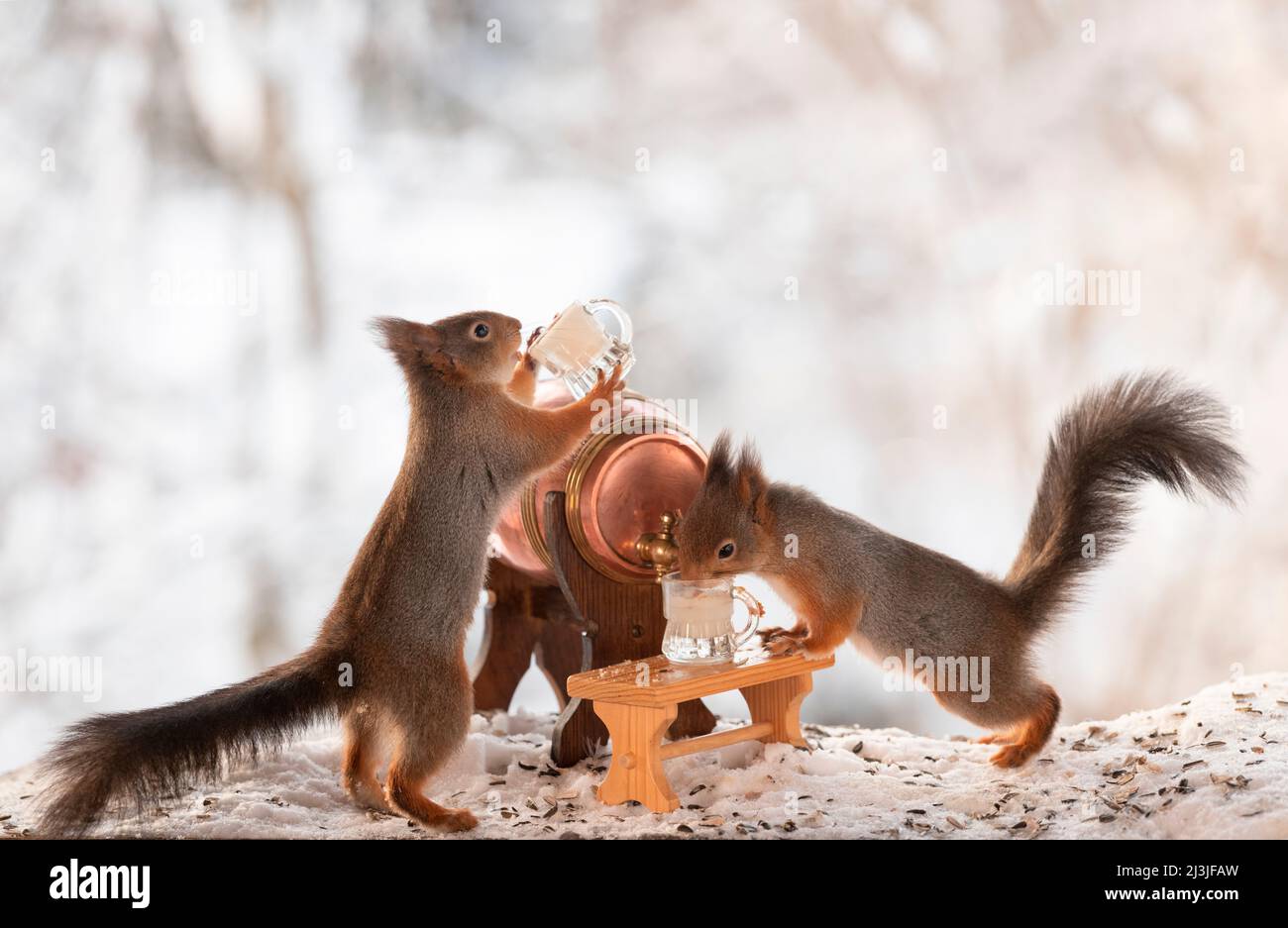 Red Squirrel holding a mug with a beer barrel in snow Stock Photo