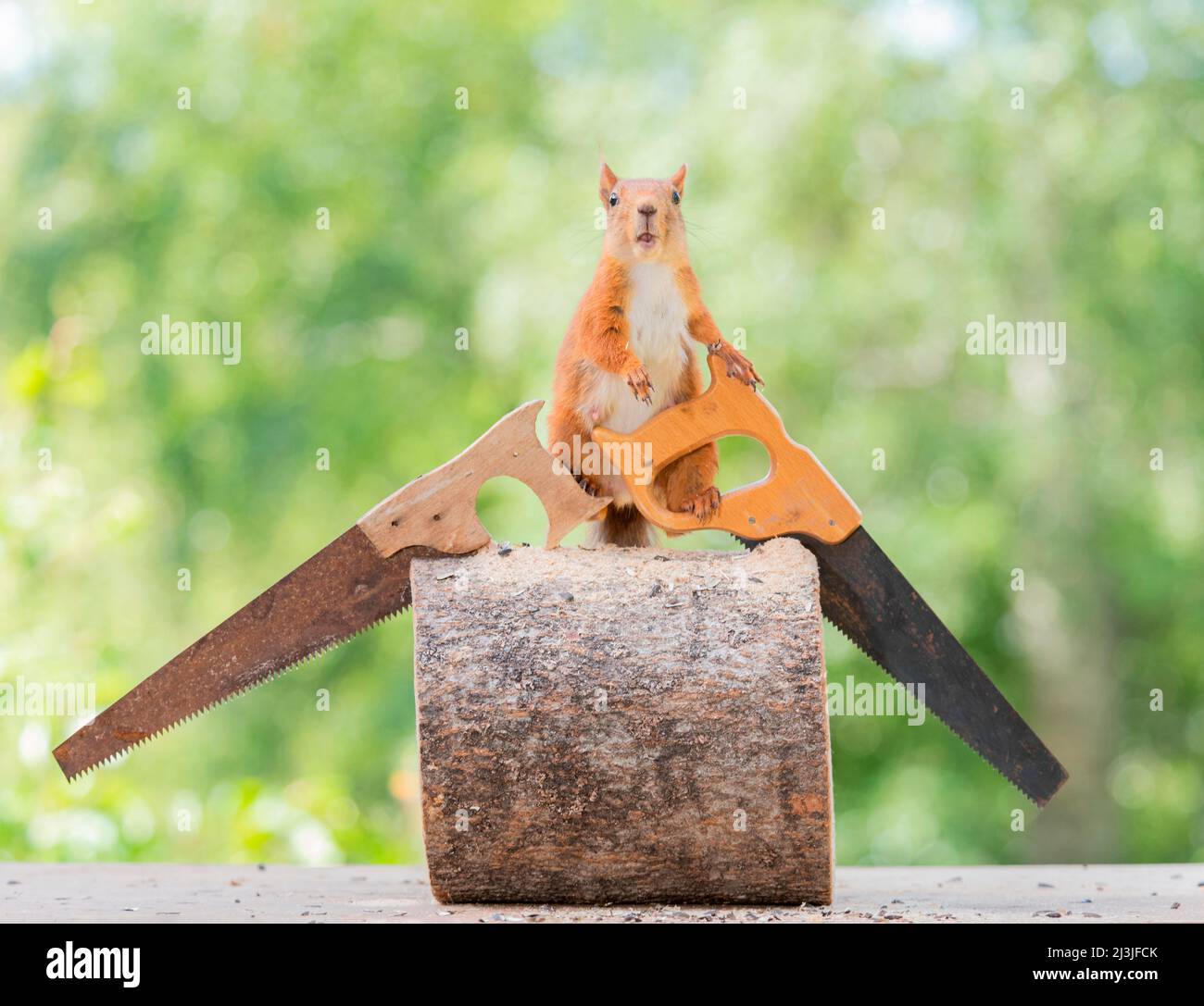 Squirrel with saws on wooden trunk Stock Photo
