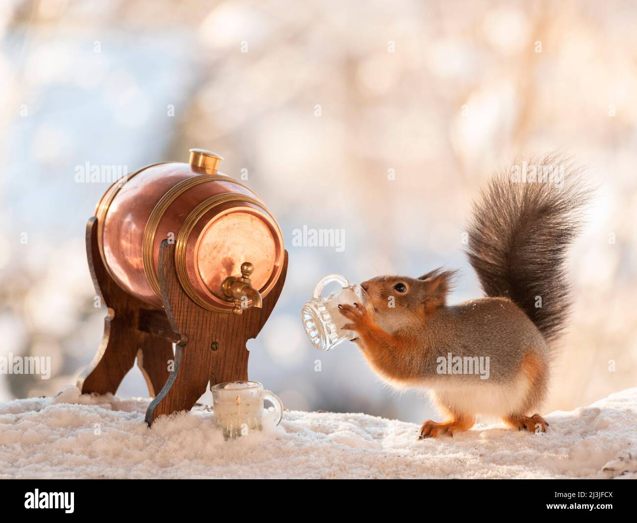 Red Squirrel holding a mug with a beer barrel in snow Stock Photo