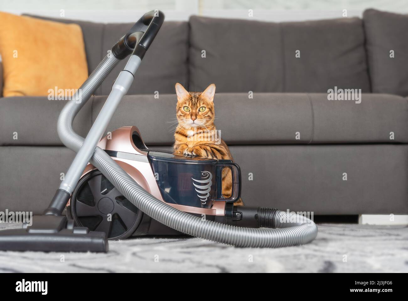 A modern vacuum cleaner on the carpet in the living room, next to a ginger cat. Stock Photo