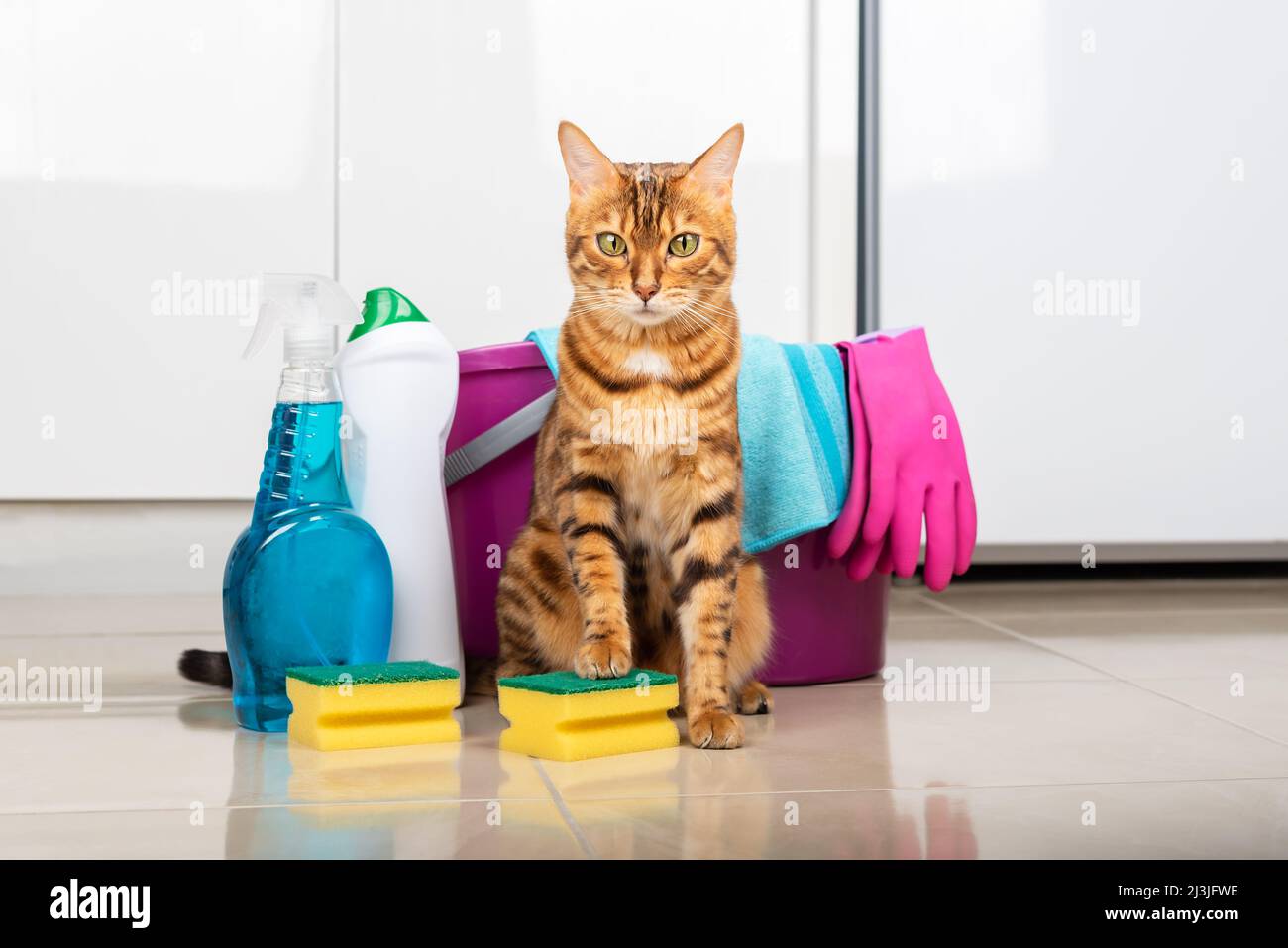 Cleaning concept. The cat holds a sponge in its paw next to detergents and rags Stock Photo