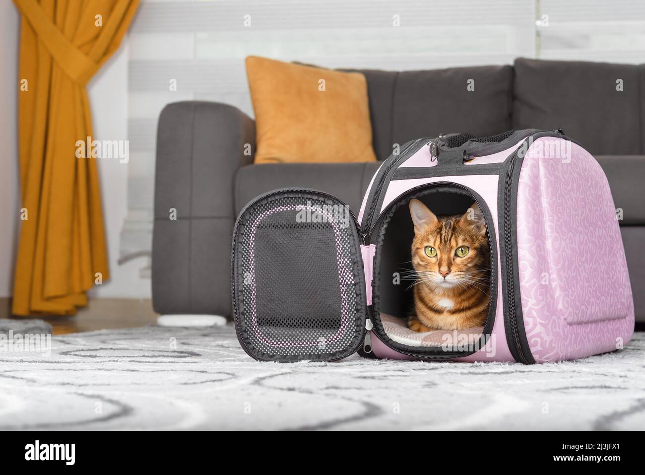 The cat lies inside the carrier on the carpet in the living room. Stock Photo