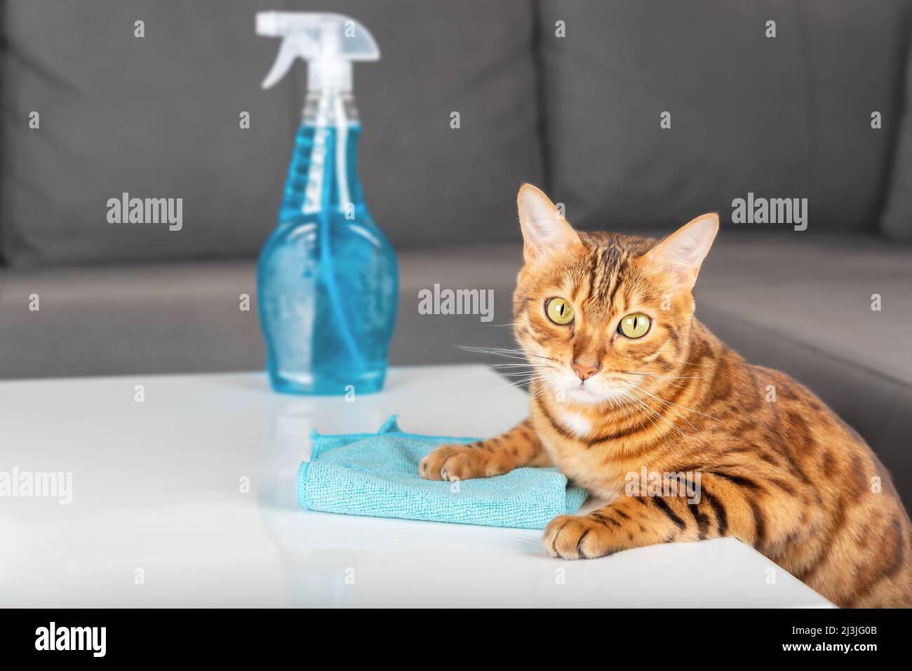 The cat wipes the table with a microfiber cloth in the living room. The pet does the housework. Housekeeping concept. Stock Photo