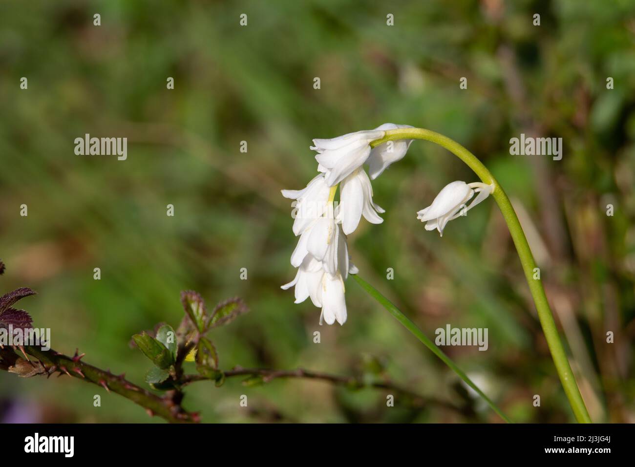 a genetic mutation creating a white Common Bluebell (Hyacinthoides non-scripta) isolated on a natural green background Stock Photo