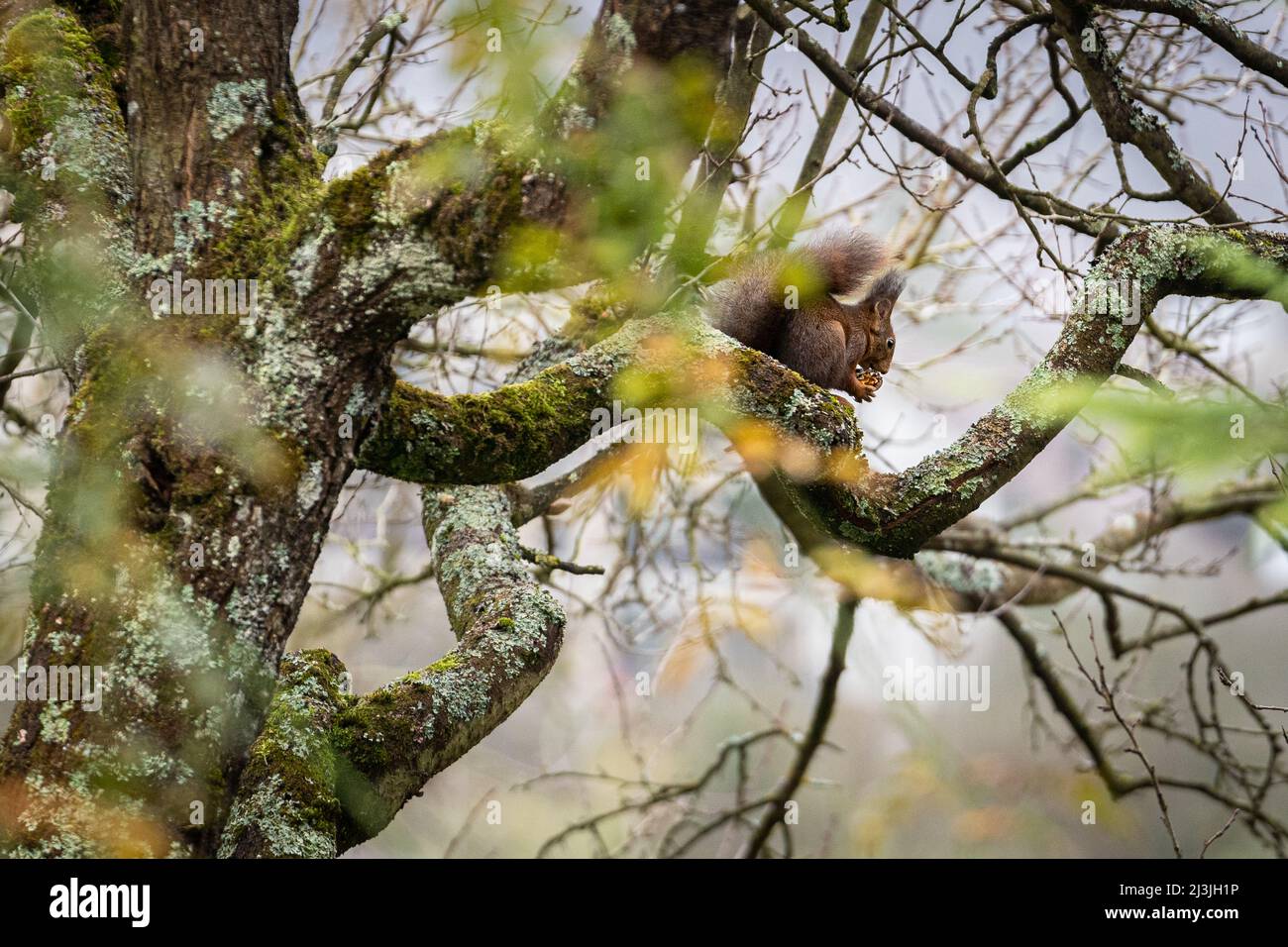Hungry brown european squirrel sitting and feeding on branch of a tree on grey winter morning. Stock Photo