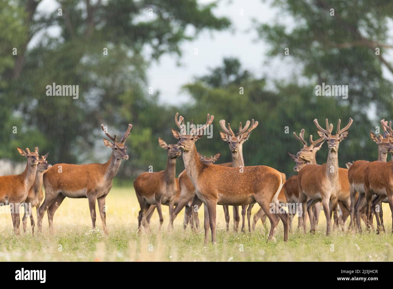 Herd of red deer observing on field in summer nature Stock Photo