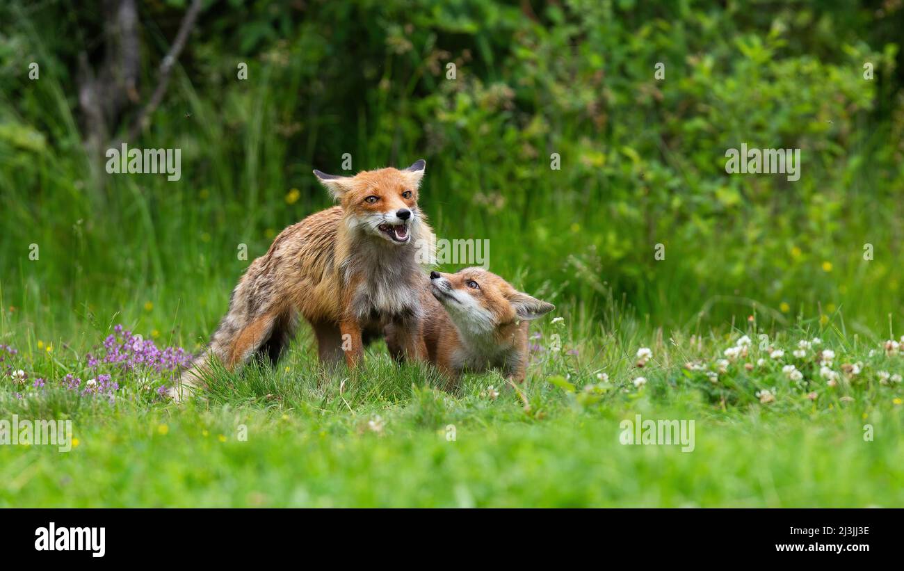 Red fox vulpes guarding hi-res stock photography and images - Alamy