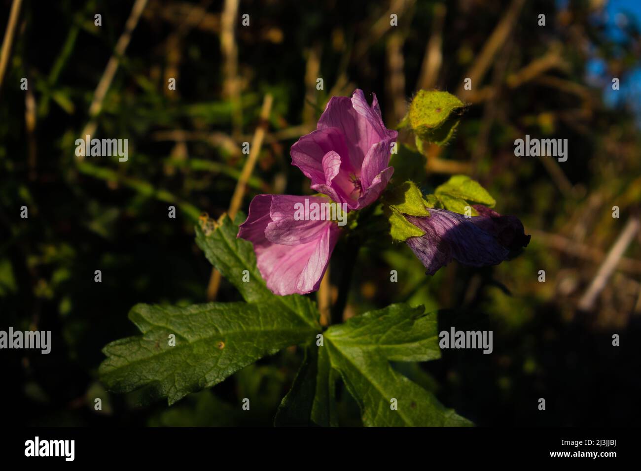 Autumn musk mallow (Malva moschata) with the evening sun on a natural ...