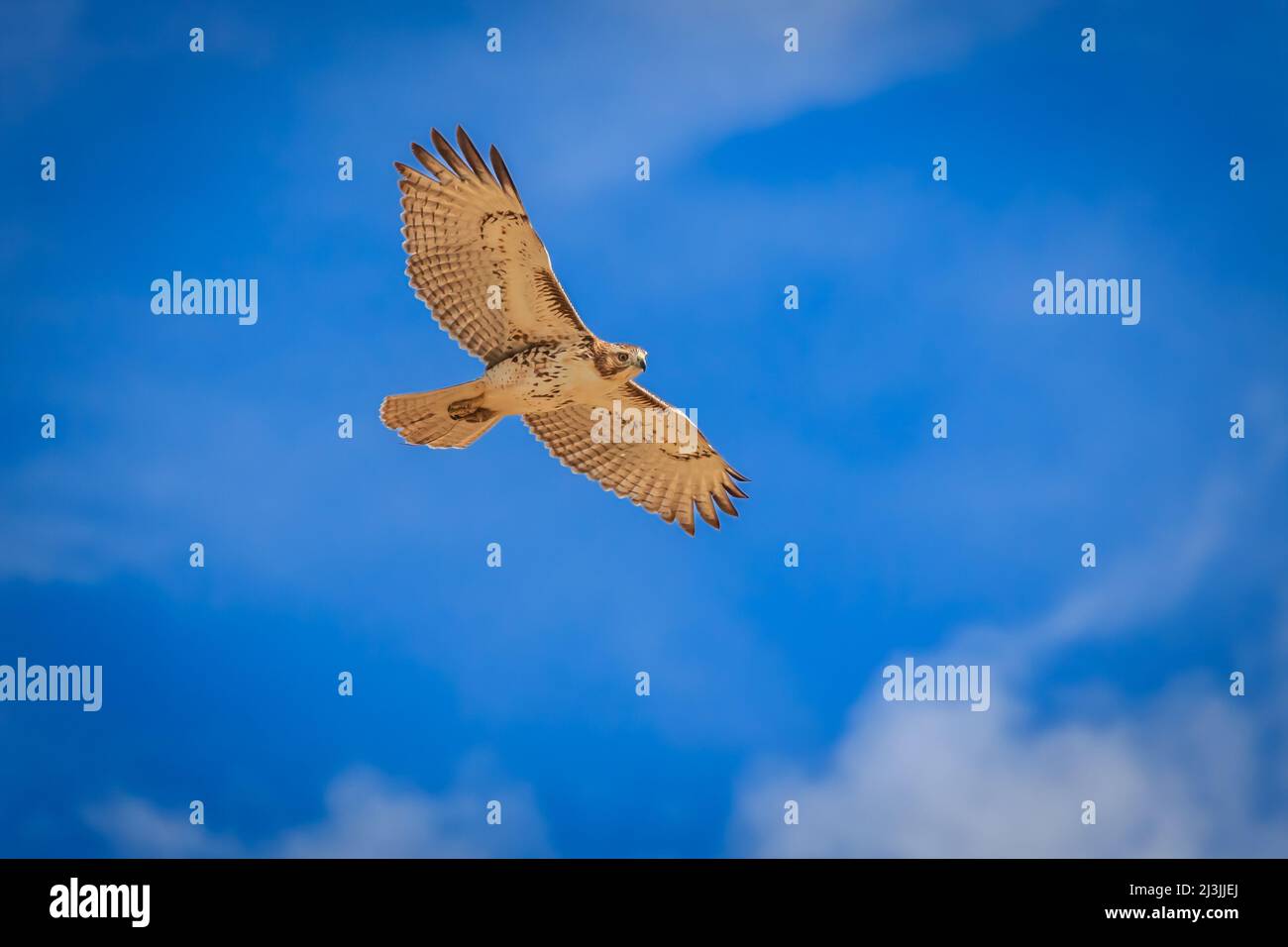 Red-tailed Hawk (Buteo jamaicensis) in flight Stock Photo - Alamy