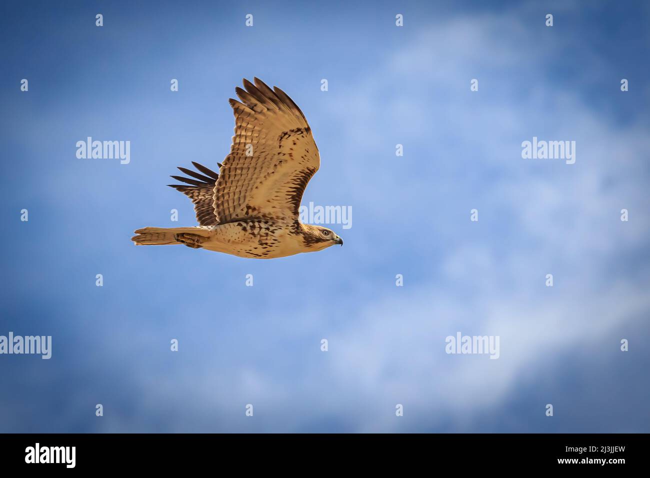 Red-tailed Hawk (Buteo jamaicensis) in flight Stock Photo - Alamy