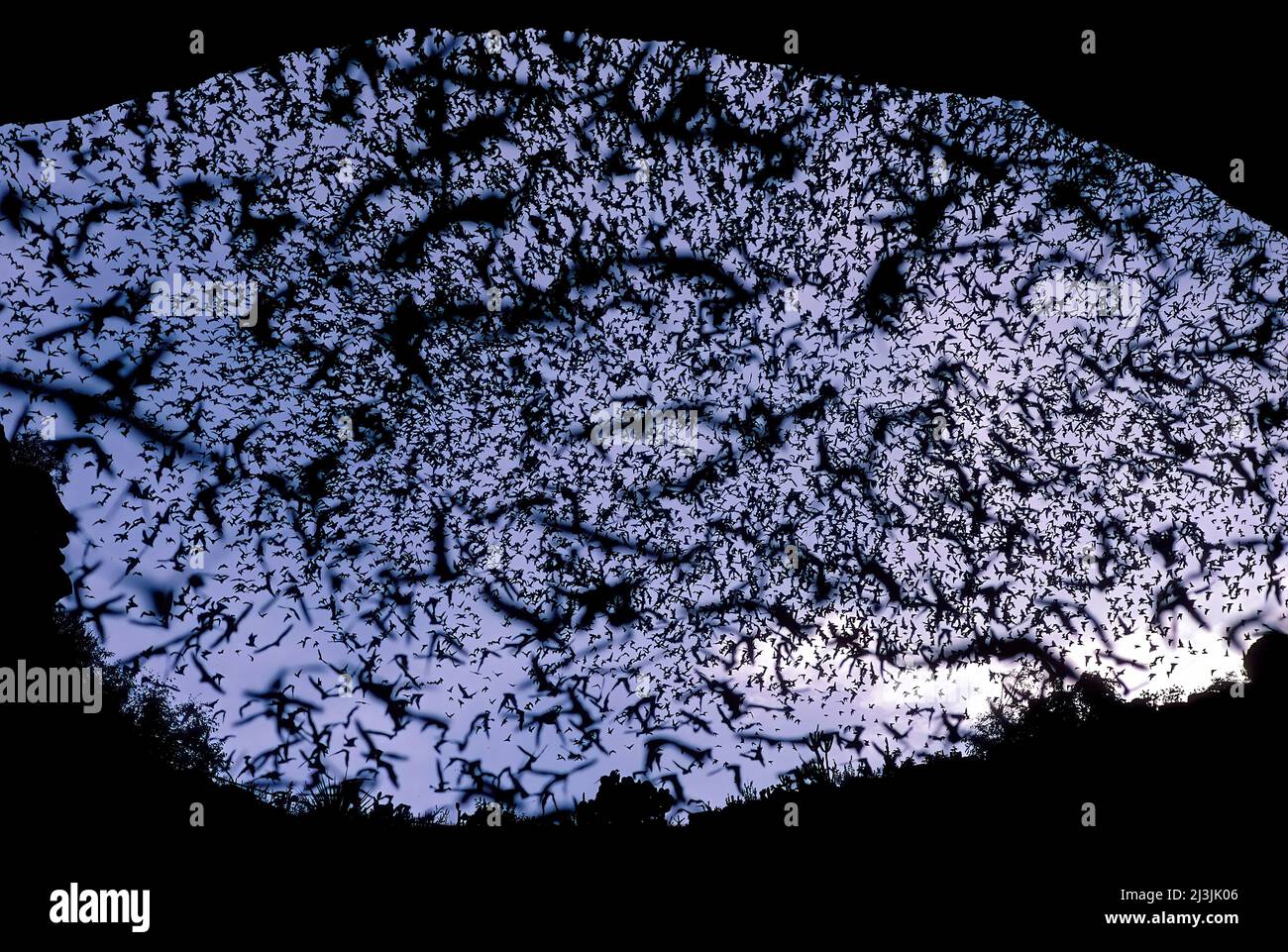 Evening Bat Exodus, Mexican Free-Tail Bats, Tadarida brasiliensis, Carlsbad Caverns NP, New Mexico Stock Photo
