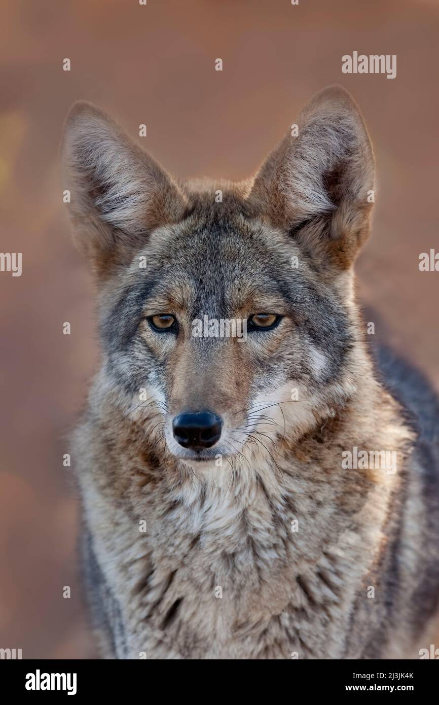 Coyote,Canis latrans, Arizona Stock Photo