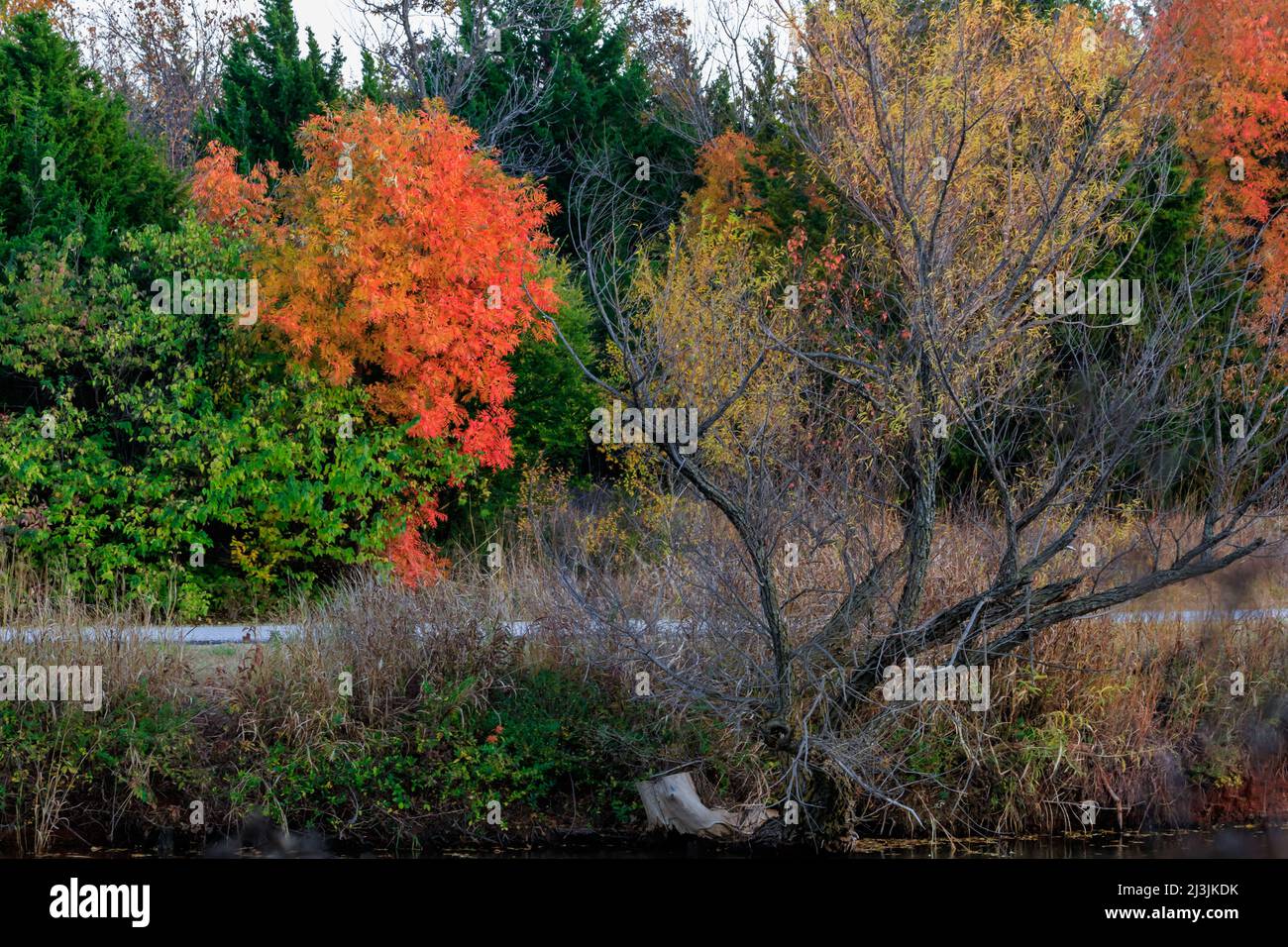 Oklahoma Fall Foliage Map 2025 Codee Barbaraanne