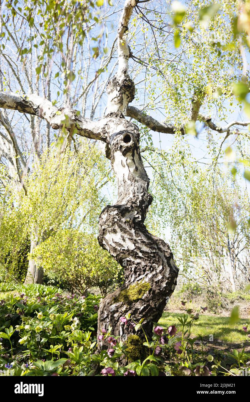 Betula pendula 'Youngii' - Young's weeping birch tree, in spring. Stock Photo