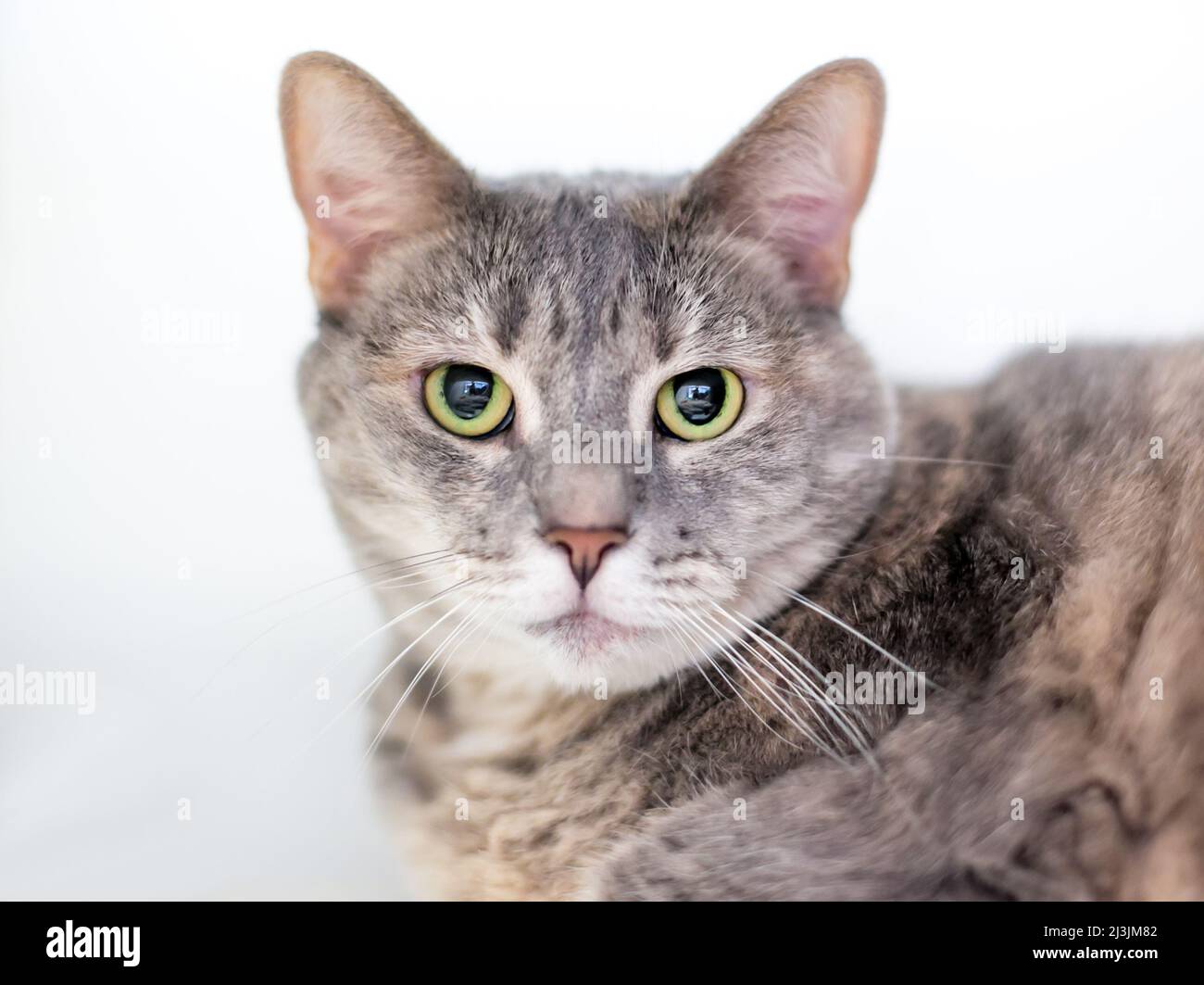 A gray tabby shorthair cat with dilated pupils and a serious expression Stock Photo