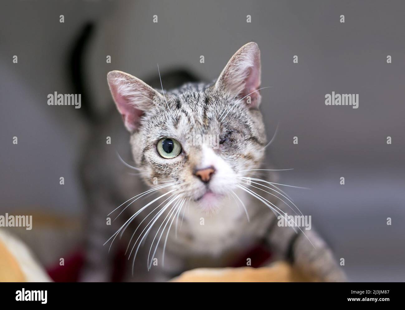 A shorthair tabby kitten with one eye Stock Photo