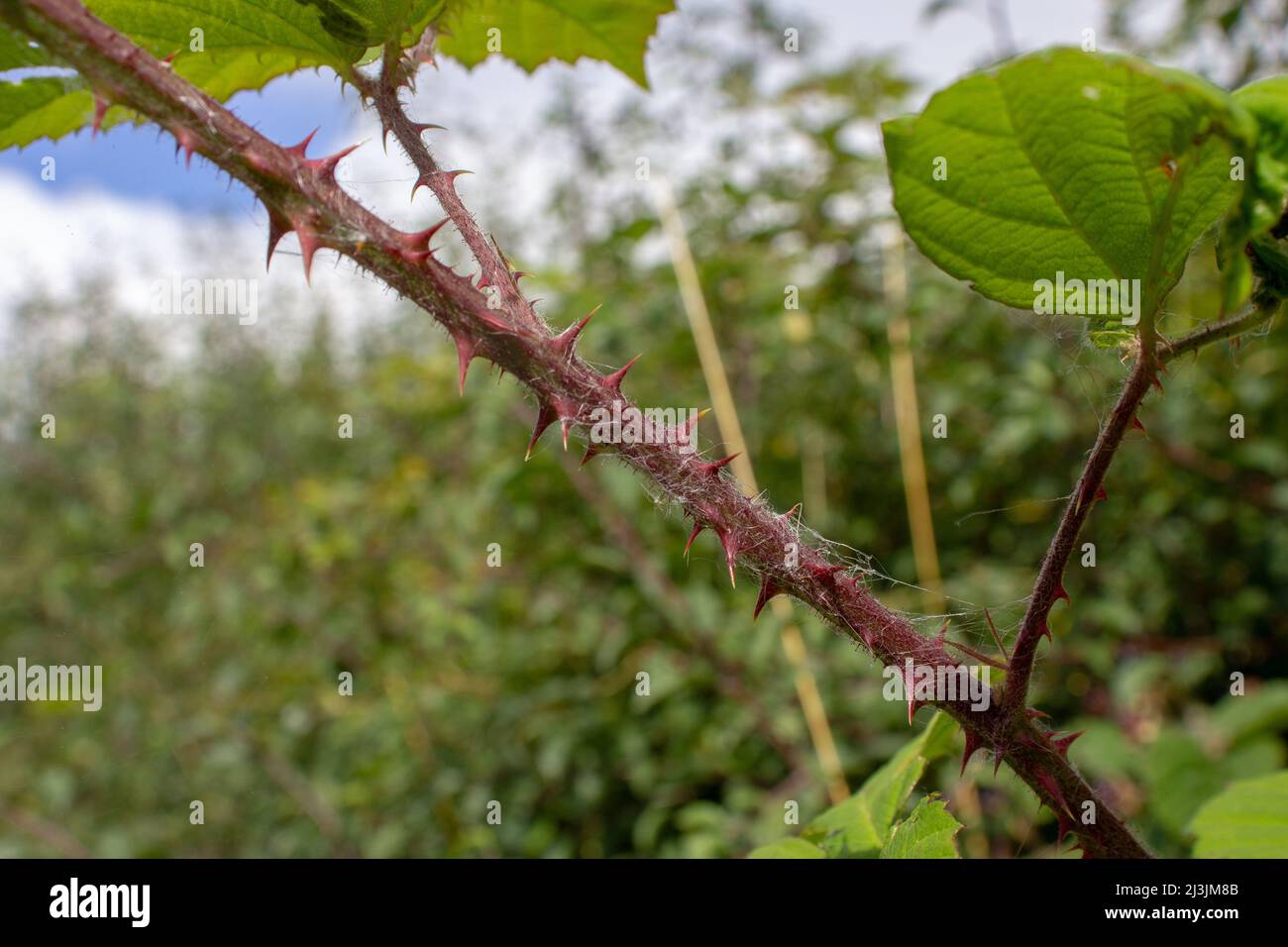 Blackberry (genus Rubus) stem with thorns isolated on a natural green hedge background Stock Photo