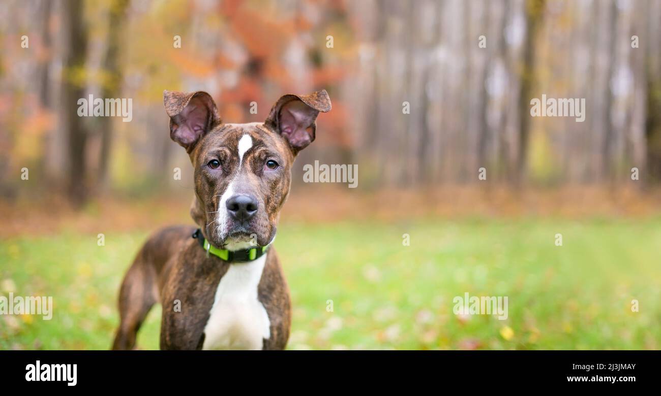 A brindle and white Hound x Terrier mixed breed dog with large floppy ears Stock Photo