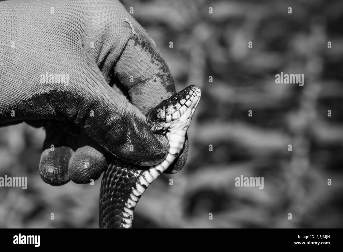 Snake in human hands, Natrix is a genus of non-venomous snakes of the snake family, non-venomous snake. Stock Photo