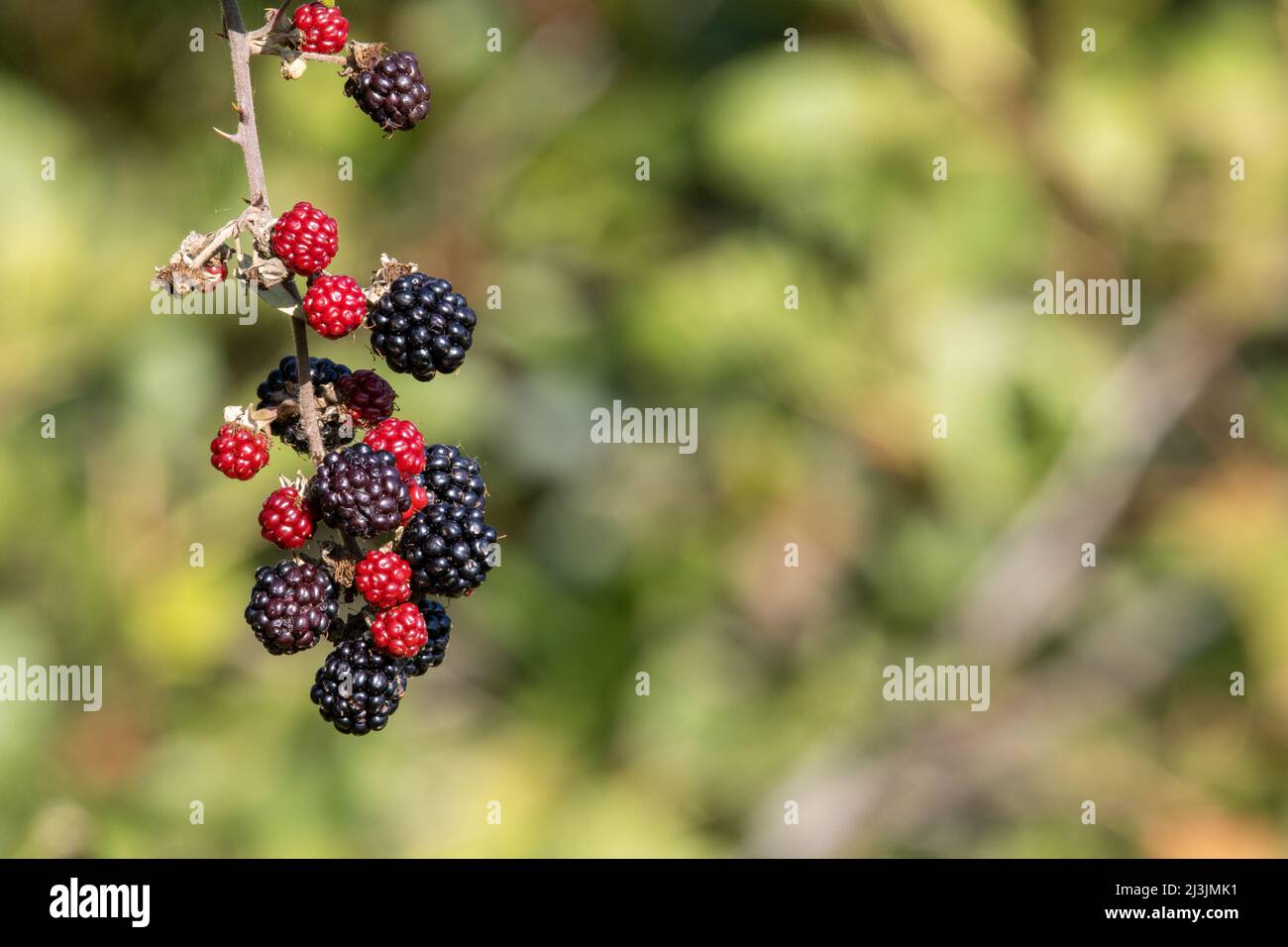 Blackberry fruit (genus Rubus) isolated on a natural pale green hedge background Stock Photo