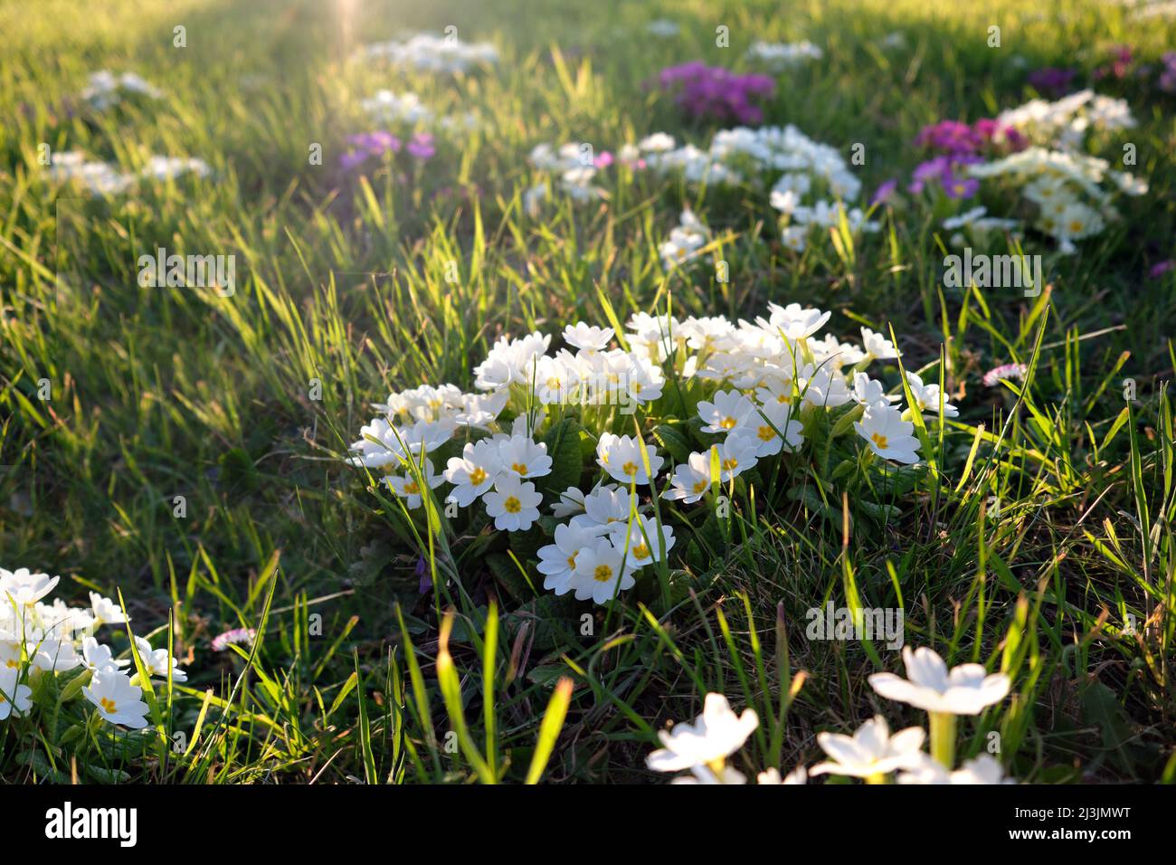 Spring meadow with blooming primroses Stock Photo