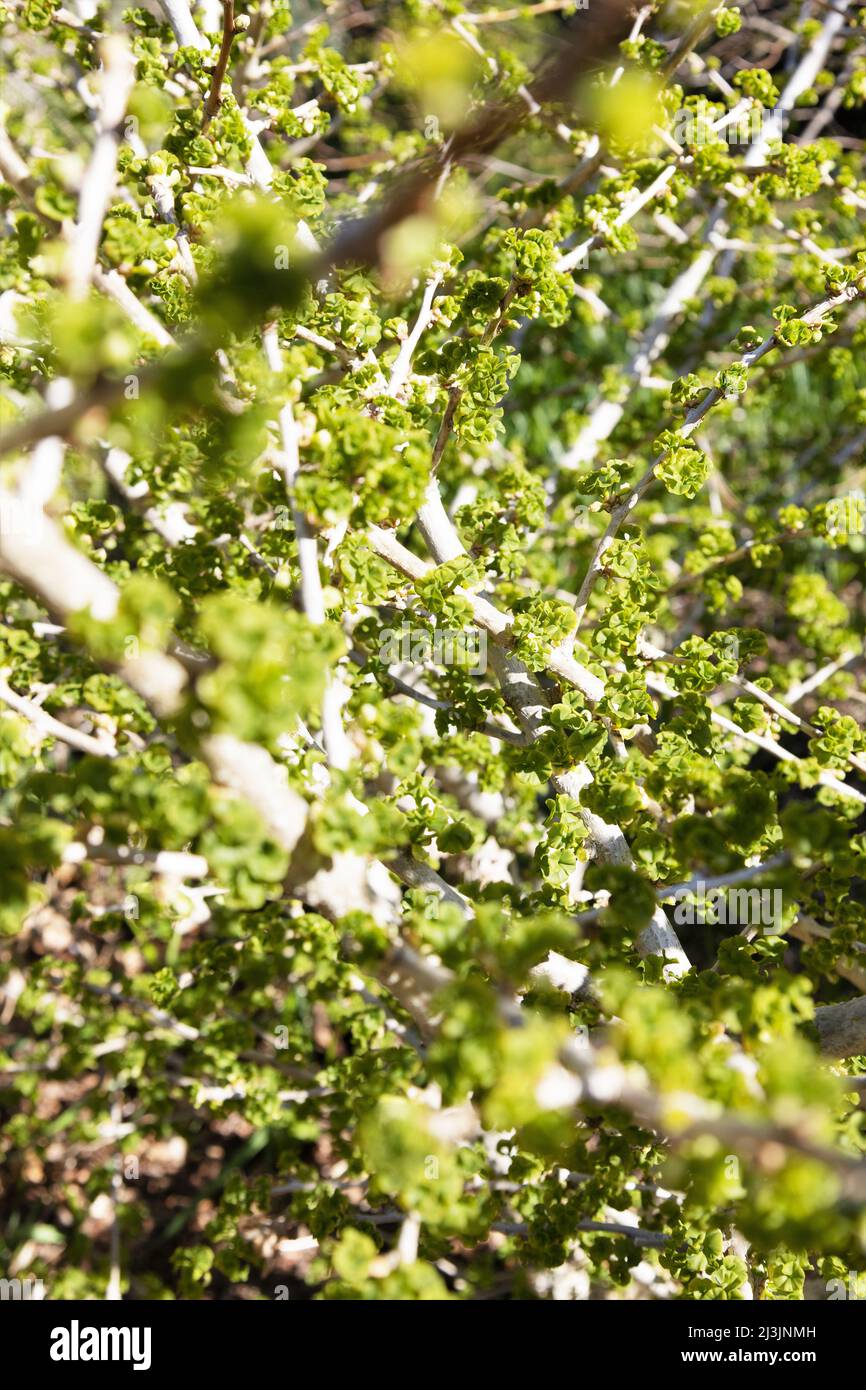 Ginkgo biloba 'Mariken' maidenhair tree close up. Stock Photo