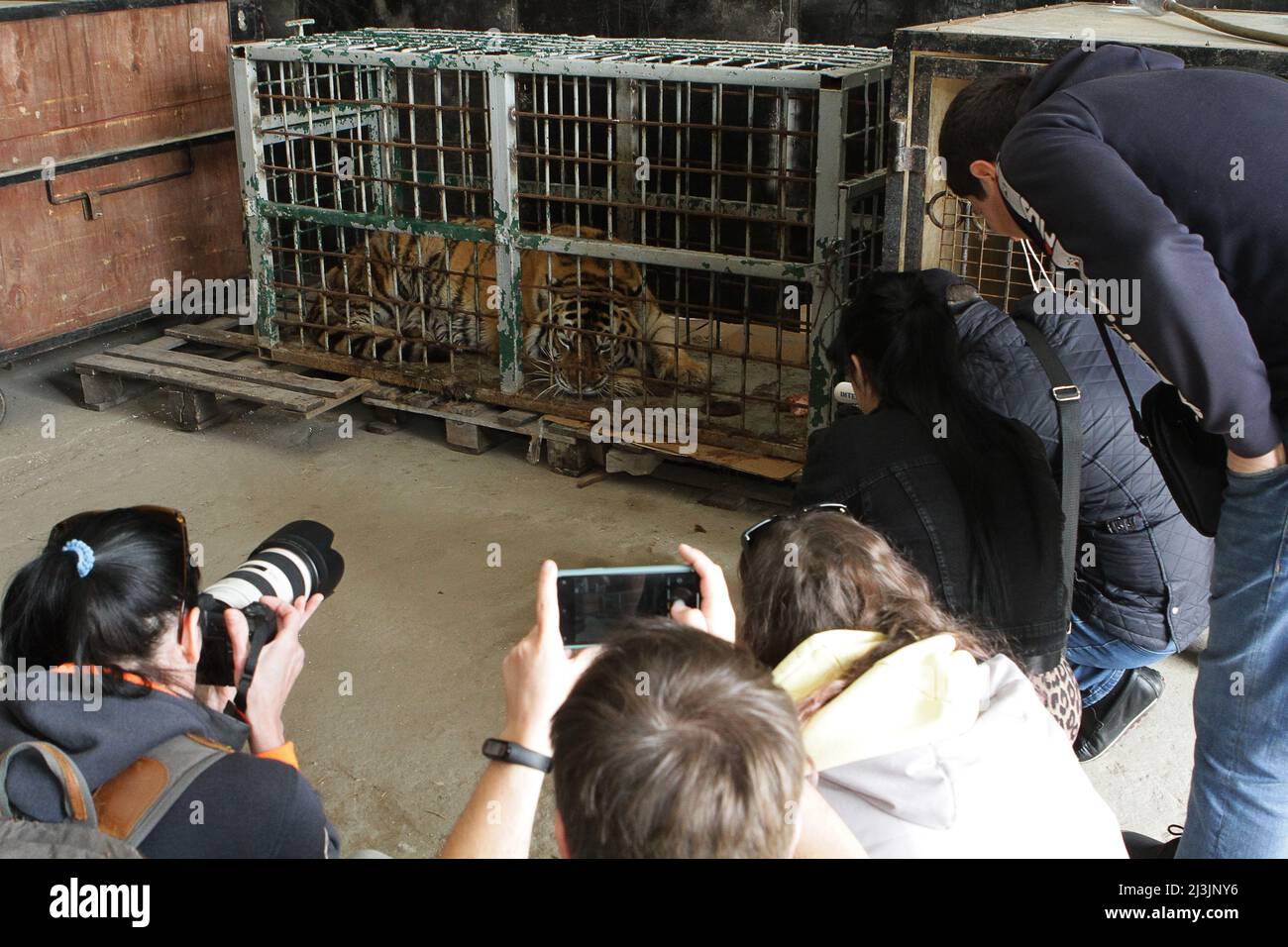 DNIPRO, UKRAINE - APRIL 8, 2022 - Journalists take pictures of a tiger evacuated from the ruined Kharkiv Feldman Ecopark, Dnipro, central Ukraine. Stock Photo