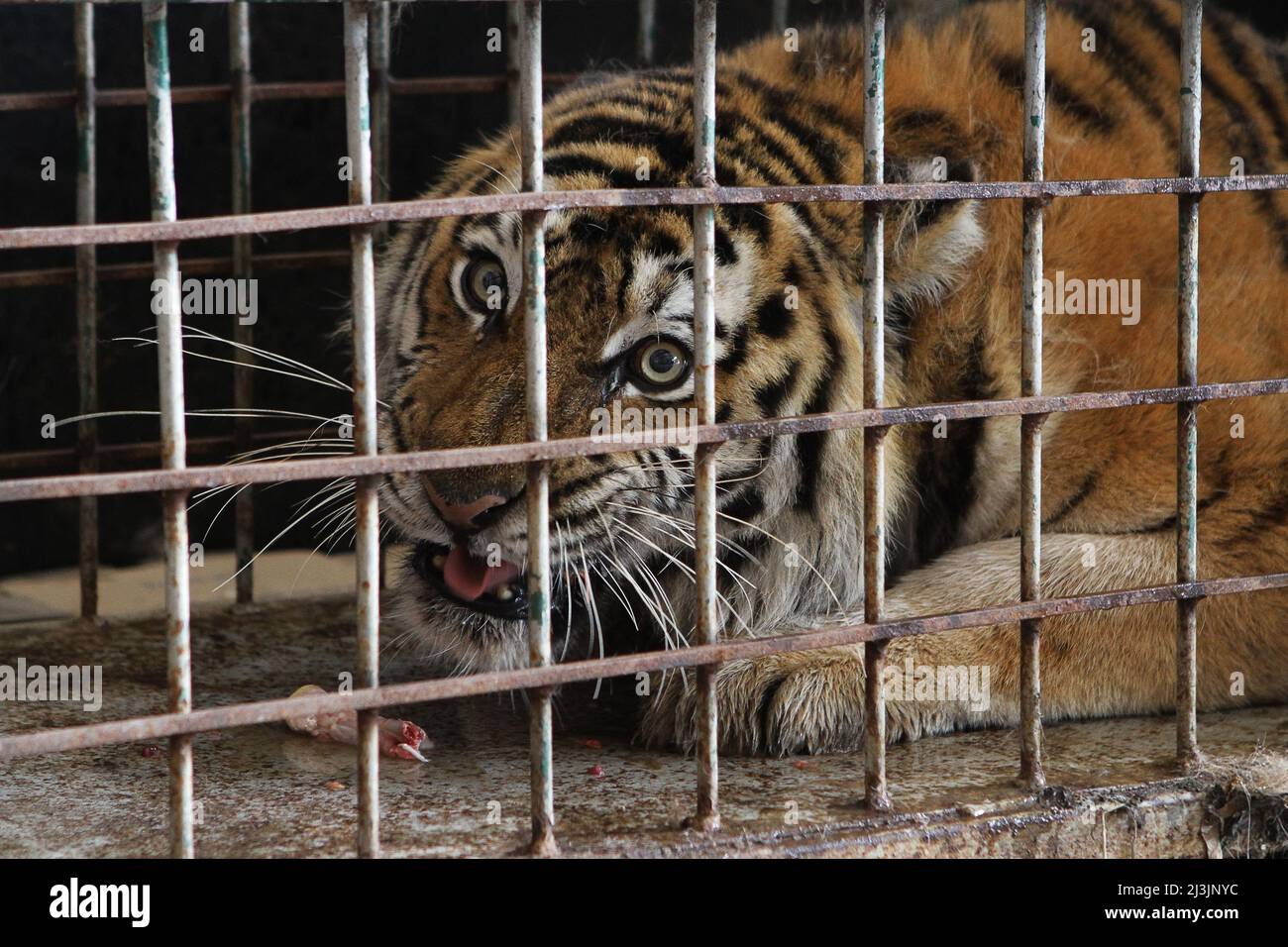 DNIPRO, UKRAINE - APRIL 8, 2022 - A tiger stays in a cage after its evacuation from the ruined Kharkiv Feldman Ecopark, Dnipro, central Ukraine. Stock Photo