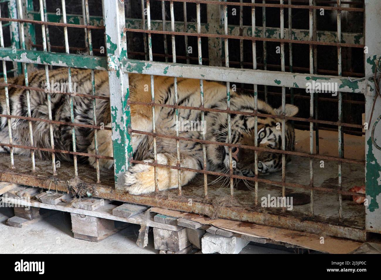 DNIPRO, UKRAINE - APRIL 8, 2022 - A tiger stays in a cage after its evacuation from the ruined Kharkiv Feldman Ecopark, Dnipro, central Ukraine. Stock Photo