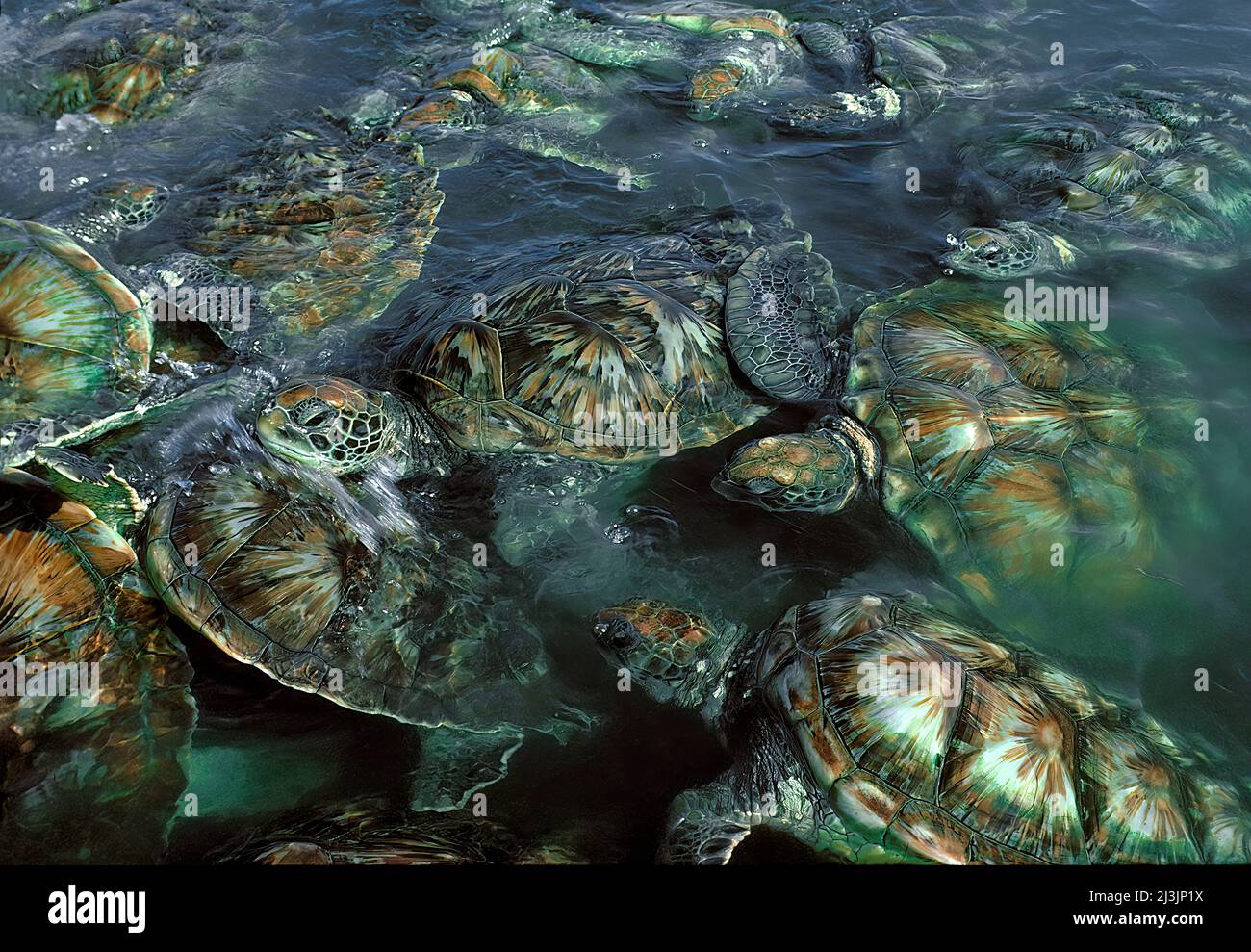 Green Sea Turtles, Grand Cayman Island, Costa Rica Stock Photo