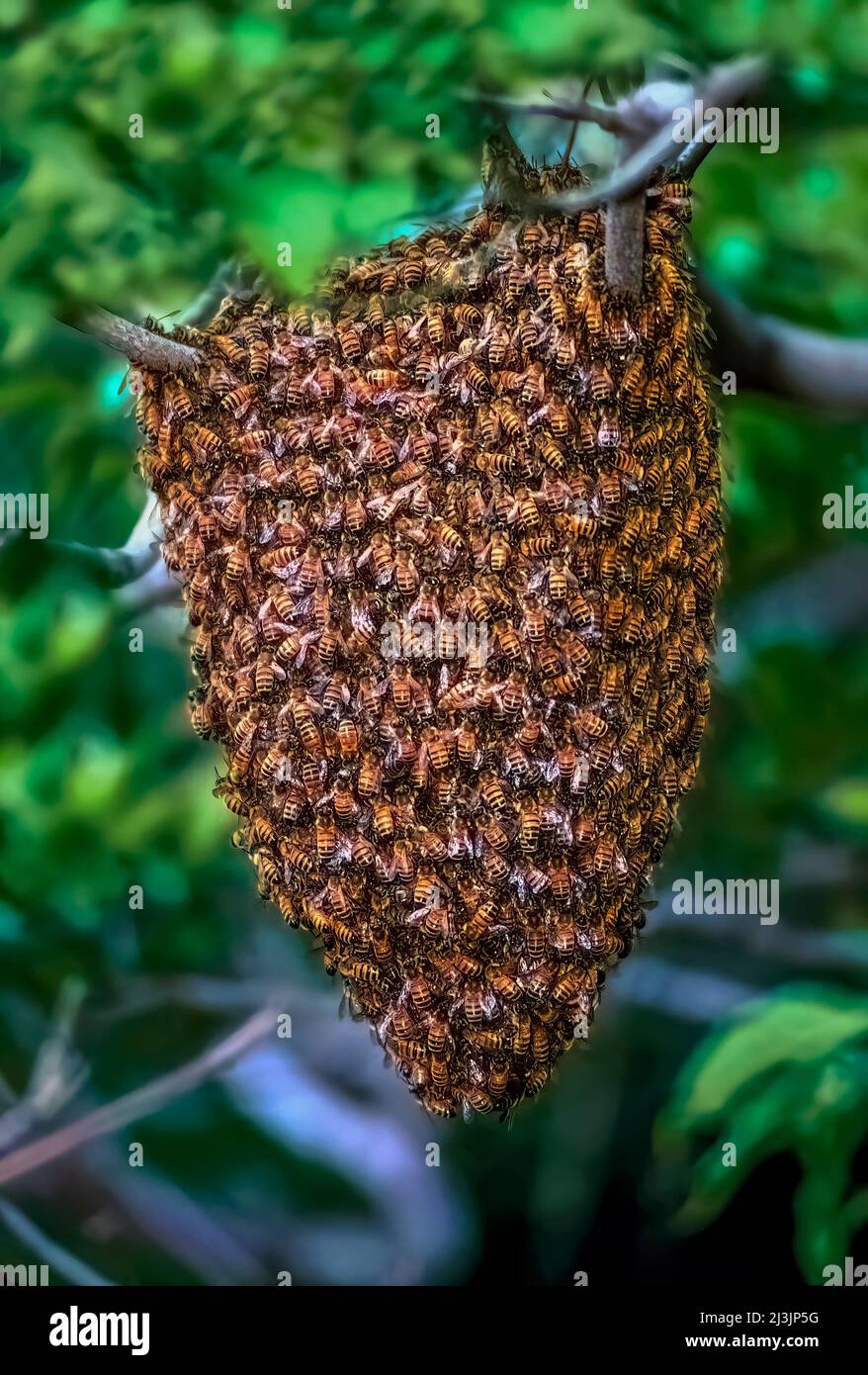 Honey Bee Swarm, Madison, New Jersey Stock Photo