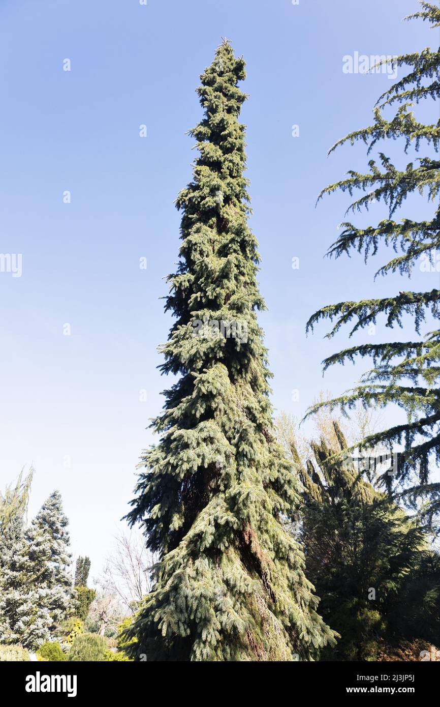 Picea glauca pendula white spruce tree. Stock Photo