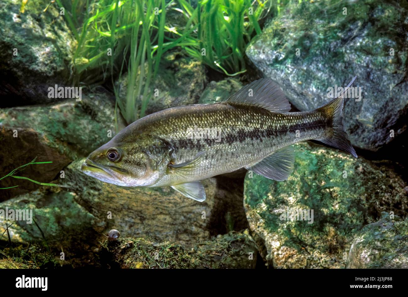 Largemouth Bass or Black Bass or Micropterus salmoides Stock Photo