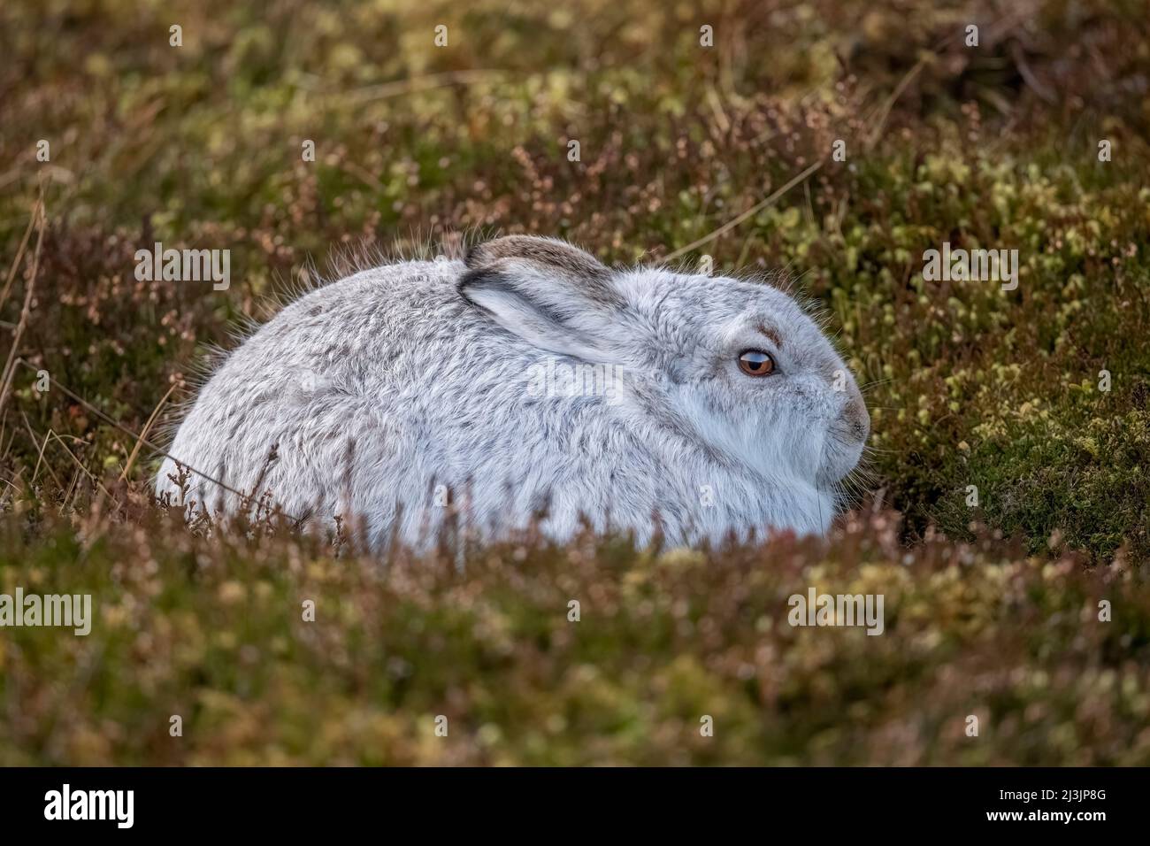 Mountain hare, close up, in the heather on a hillside in the winter time Stock Photo