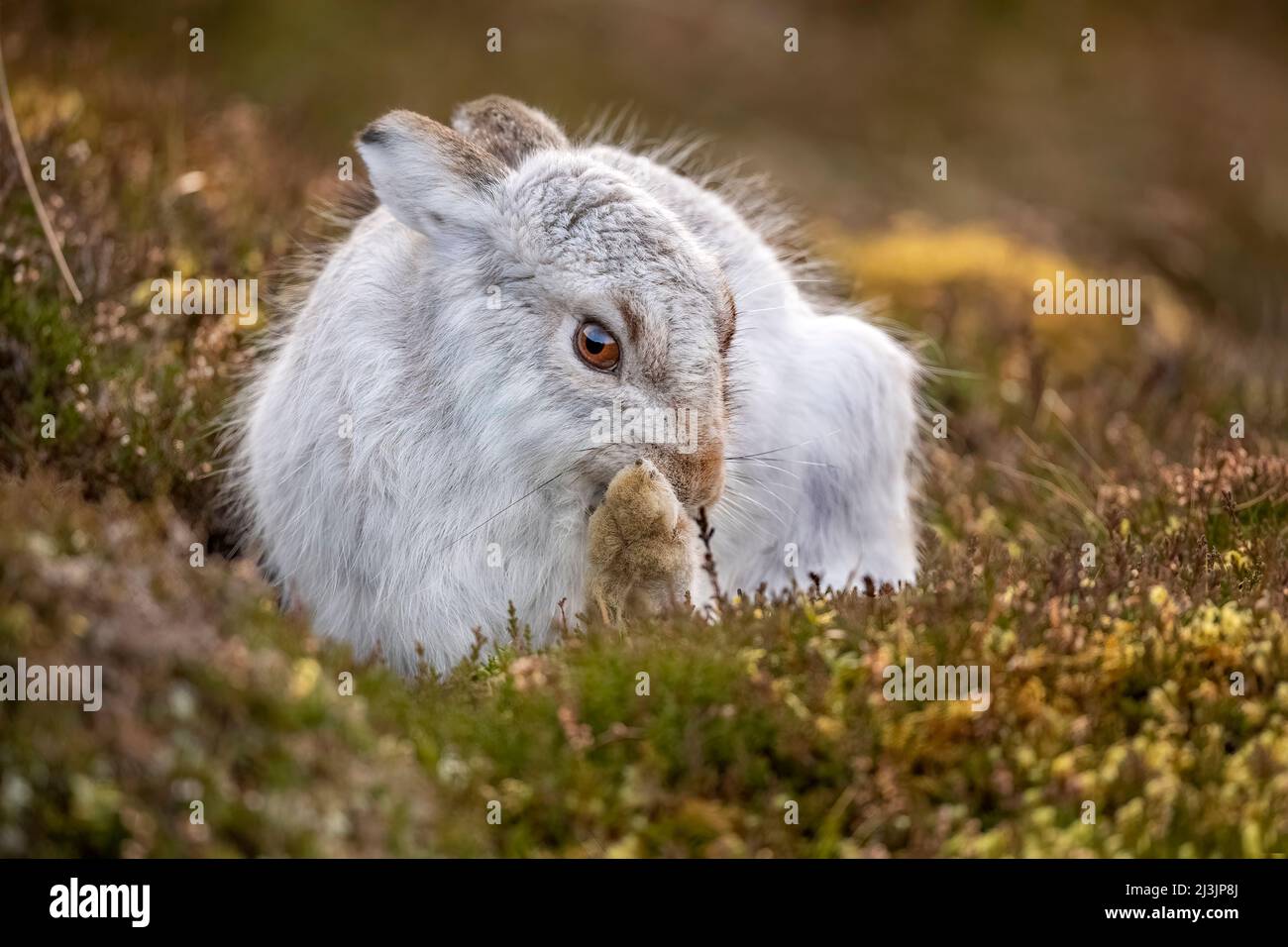 Mountain hare, grooming itself, close up, in the heather on a hillside in the winter time Stock Photo