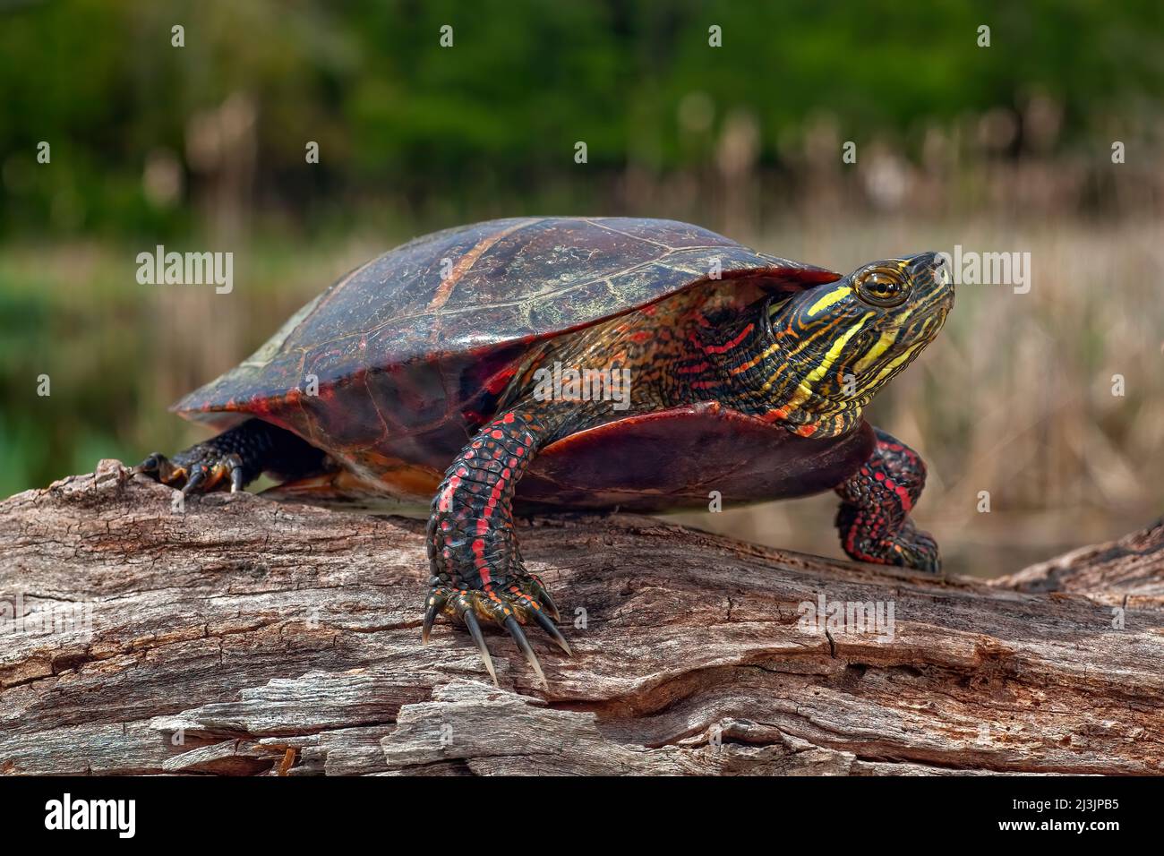 Painted Turtle (Chrysemys picta) is a reptile that is common in southern Canada, the United States, and northern Mexico and is related to other water Stock Photo