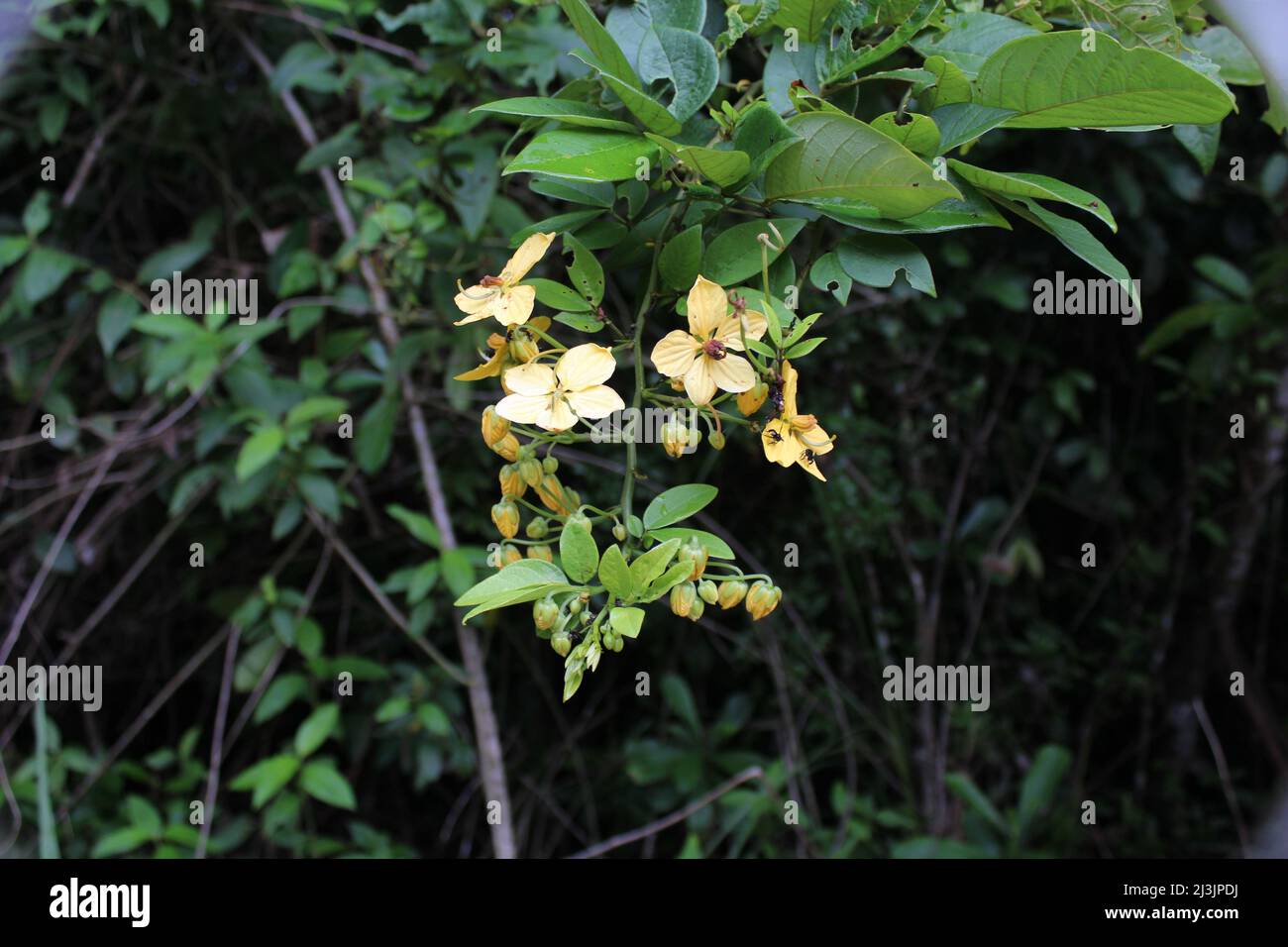 branch with the pale yellow five petal flowers of The Christmas Tree (Senna hayesiana) growing in the jungle of Central America Stock Photo