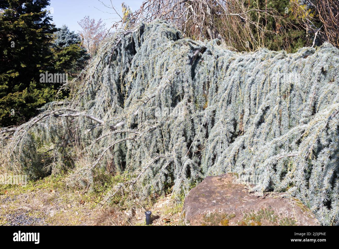 Cedrus atlantica 'Glauca Pendula' weeping blue cedar. Stock Photo