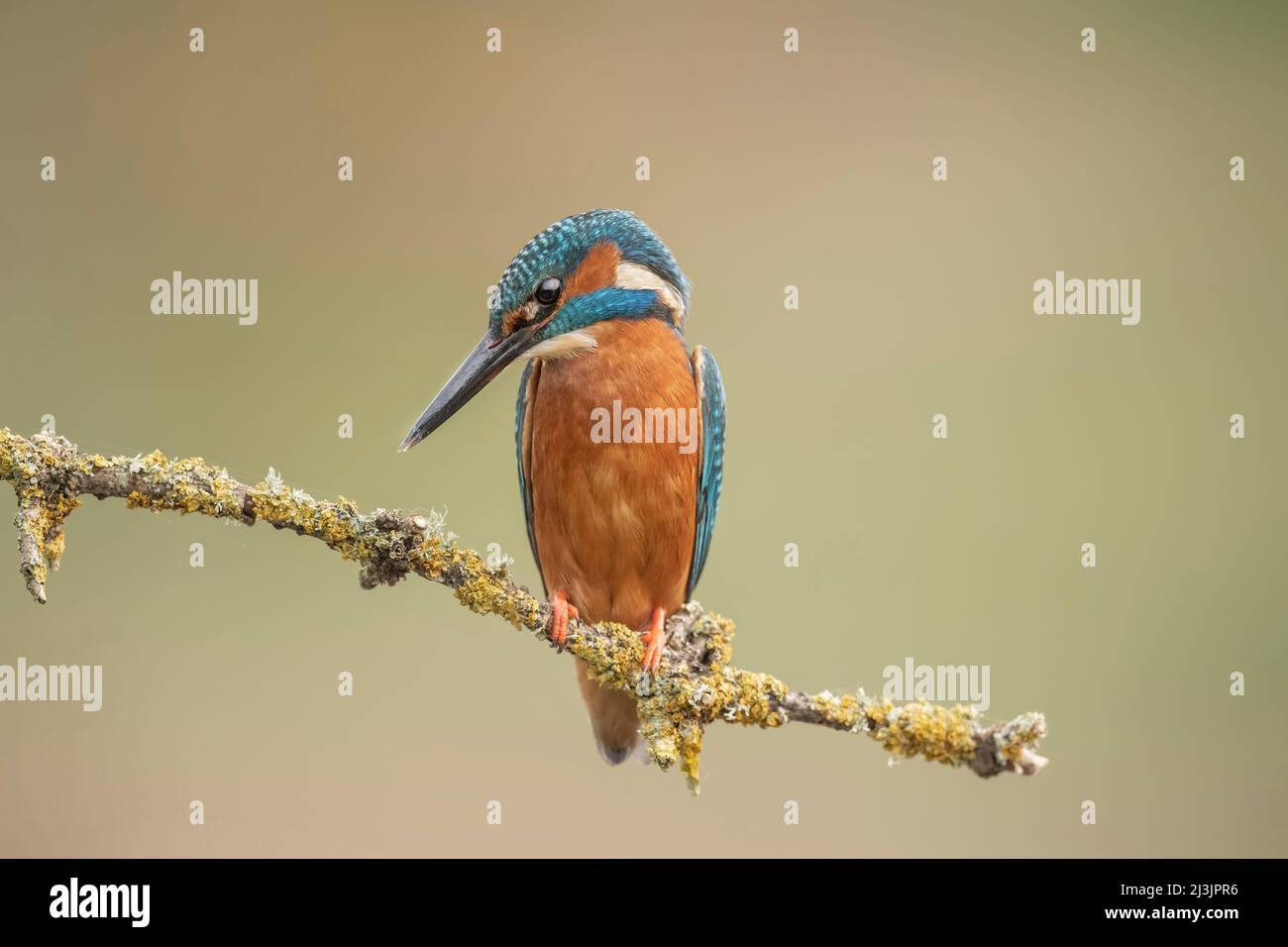 Kingfisher looking for fish, perched on a branch, close up, in spring time in Scotland Stock Photo