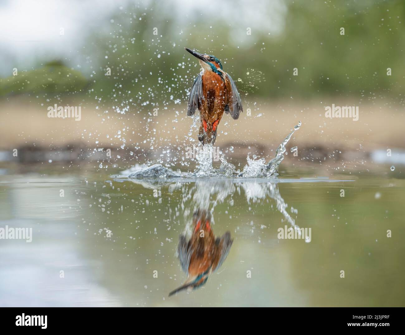 Kingfisher, diving for fish, close up in spring time in Scotland Stock Photo