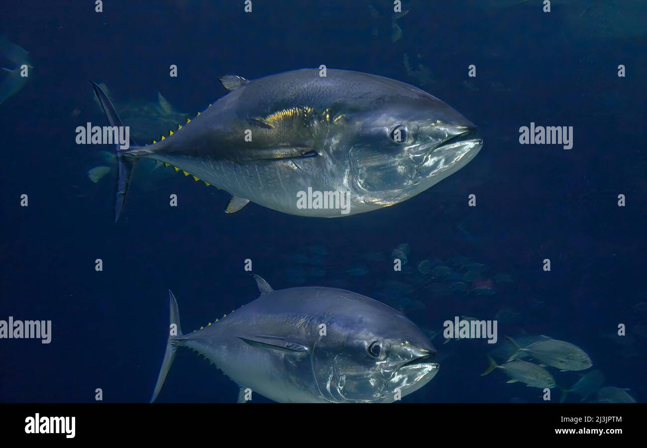 Yellowfin Tuna, Thunnus albacares Stock Photo