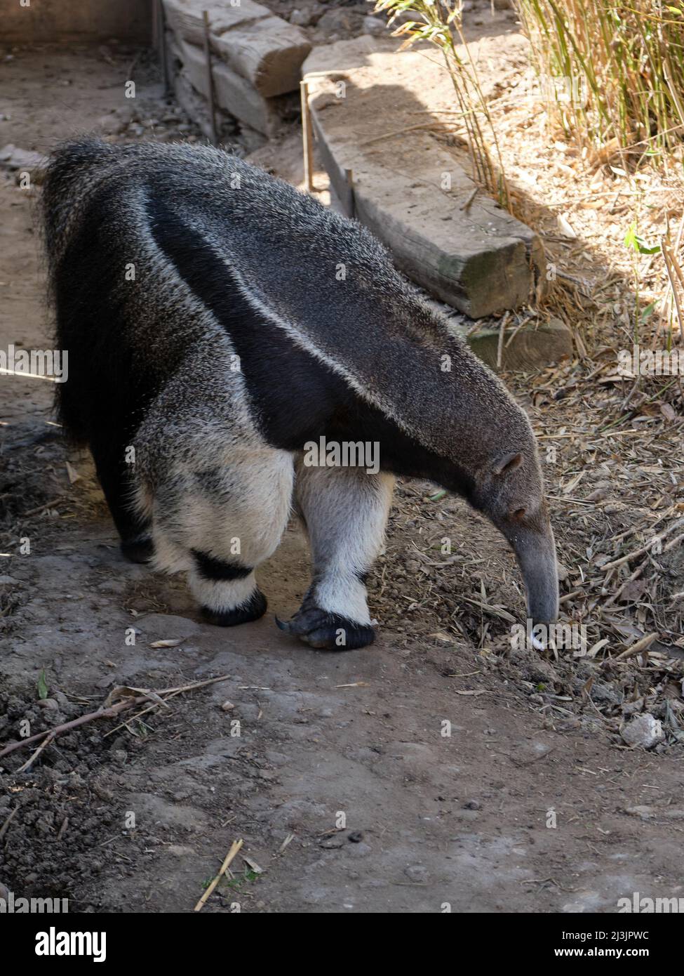 The giant anteater (Myrmecophaga tridactyla), aka ant bear, an insectivorous mammal native to Central and South America Stock Photo