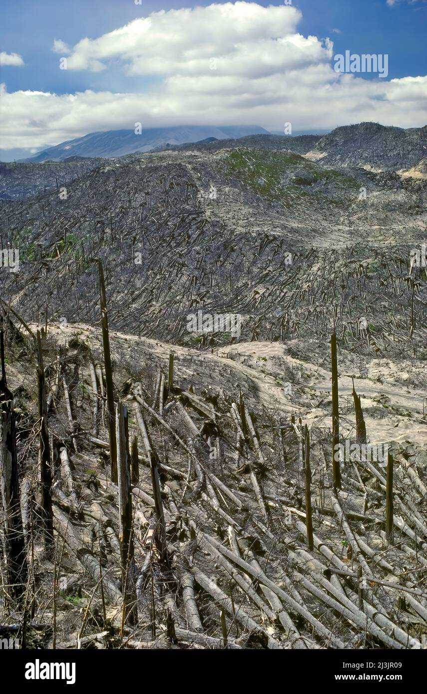 Many Fallen Timbers from Pyroclastic Flow, Mt. St. Helen's Aftermath 1980, Washington Stock Photo