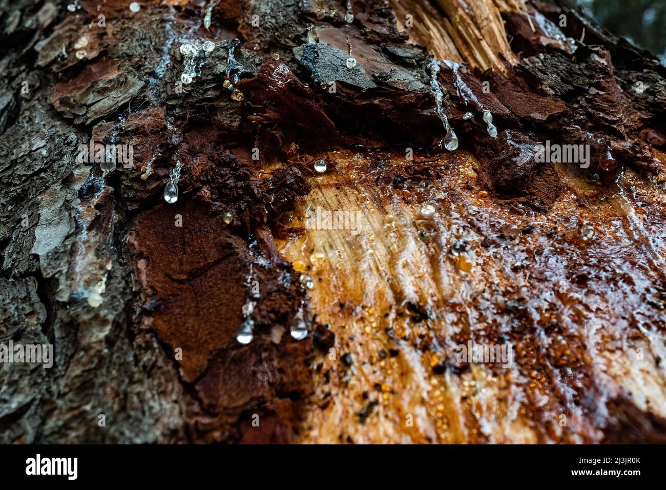 drops of resin dripping on the trunk of a pine tree Stock Photo Alamy