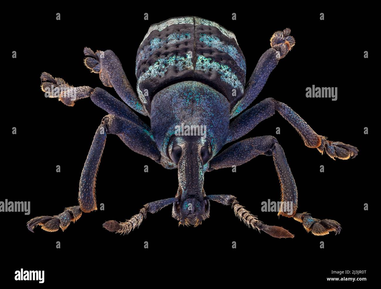 Weevil, Eupholus magnificus Stock Photo