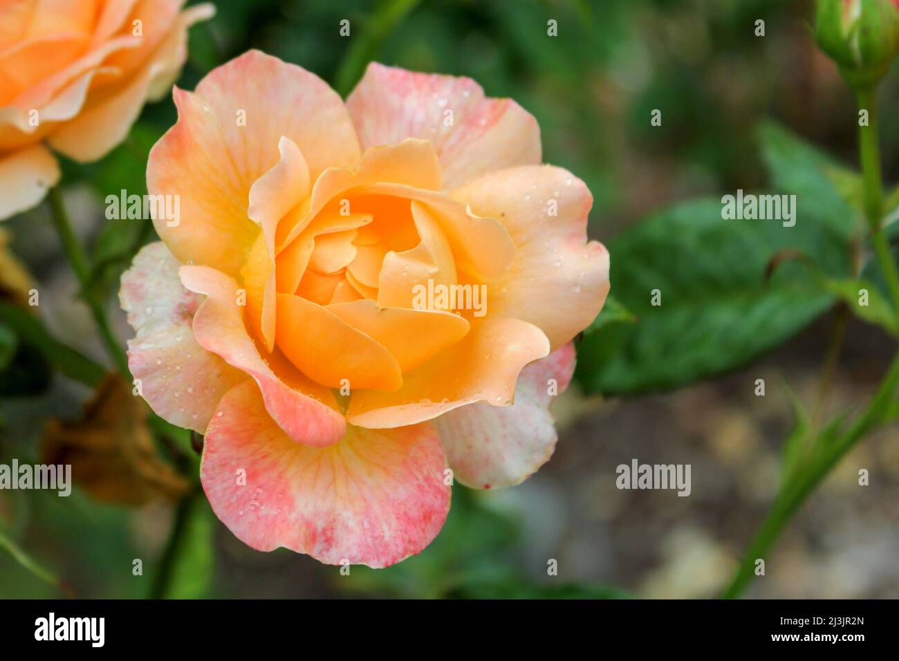 A wild Bengal rose growing in a London nature reserve Stock Photo - Alamy