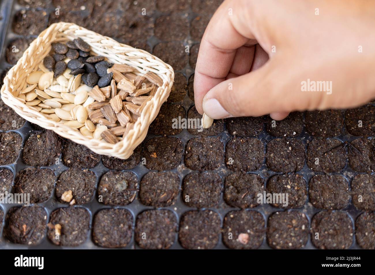 Sowing vegetable seeds in a seed tray Stock Photo