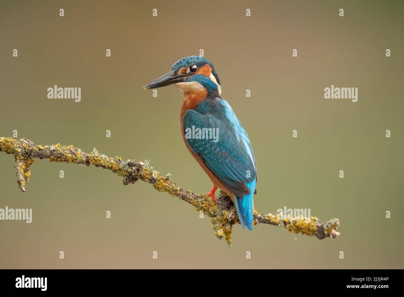 Kingfisher, perched on a branch close up in spring time in Scotland Stock Photo
