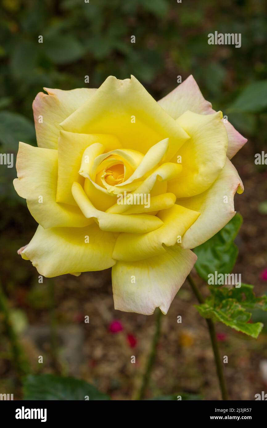 Bengal rose hi-res stock photography and images - Alamy