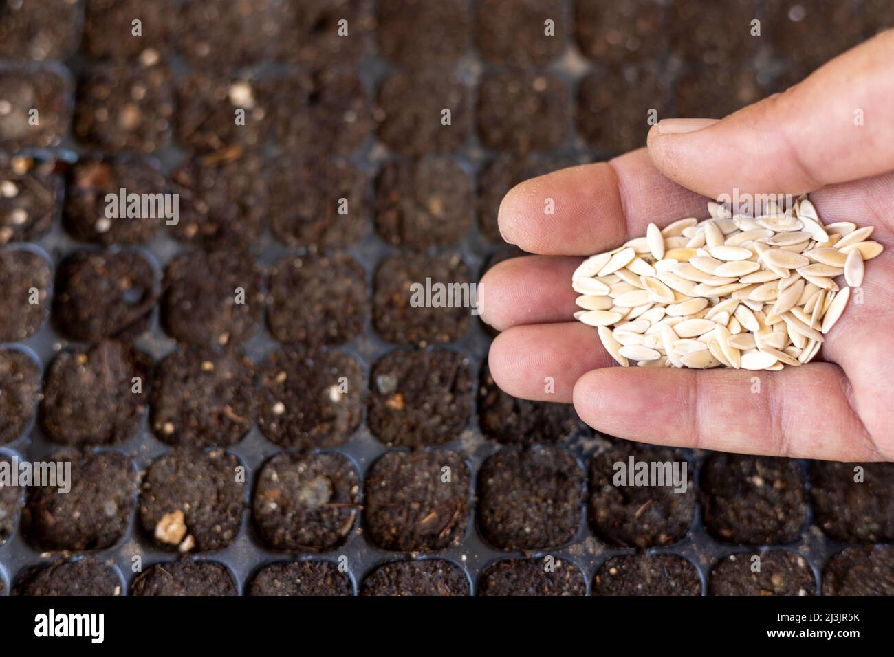 Sowing cucumber seeds in a tray for seedlings Stock Photo